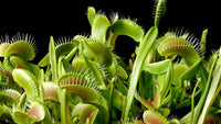 Carnivorous Flower seeds for Planting Pollinator Friendly Heirloom & GMO Free Seeds for Home Garden