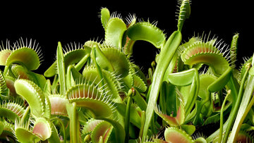 Carnivorous Flower seeds for Planting Pollinator Friendly Heirloom & GMO Free Seeds for Home Garden