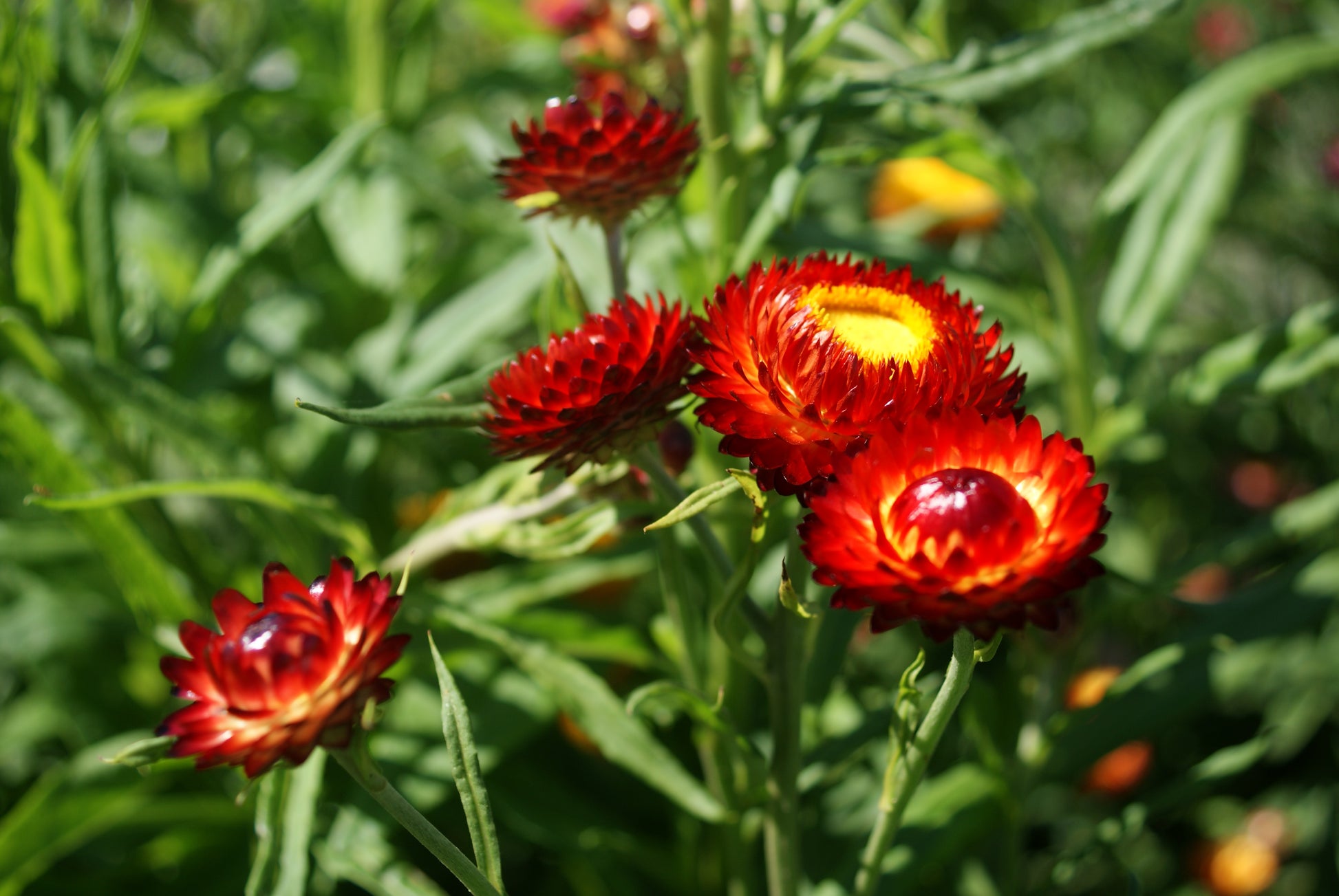 Red Helichrysum Italicum Flower seeds for Planting - Low Maintenance, Heirloom & GMO Free Seeds for Home Garden