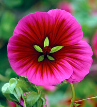 Malope Vulcan Flower Seeds for Planting – Heirloom, Non-GMO, Long Bloom Season Garden Seeds