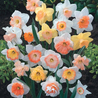 Mixed Colour Pink Daffodil Seeds for Planting Cottage Garden Essential Heirloom & GMO Free Seeds for Home Garden
 
 Sale