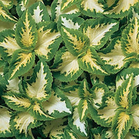 Green White Coleus Flower seeds for Planting - Bright Blooms, Heirloom & GMO Free Seeds for Home Garden