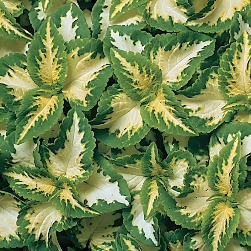 White Green Coleus for Planting Long Bloom Season Heirloom & GMO Free Seeds for Home Garden
 
 Sale