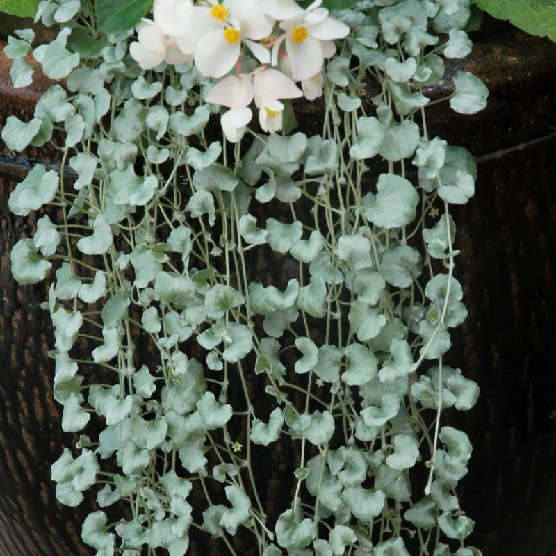 Heirloom Dichondra Flower seeds for Planting Vibrant Colors Heirloom & GMO Free Seeds for Home Garden