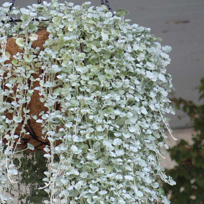 Blue Dichondra Flower seeds for Planting - Pollinator Friendly, Heirloom & GMO Free Seeds for Home Garden