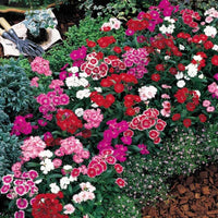 Mixed Dianthus Telstar Flower seeds for Planting - Colorful Display, Heirloom & GMO Free Seeds for Home Garden
