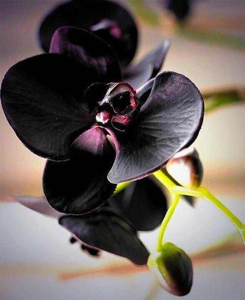 Black Phalaenopsis Orchid Seeds Perfect for Borders Heirloom & GMO Free Seeds for Home Garden
 
 Sale