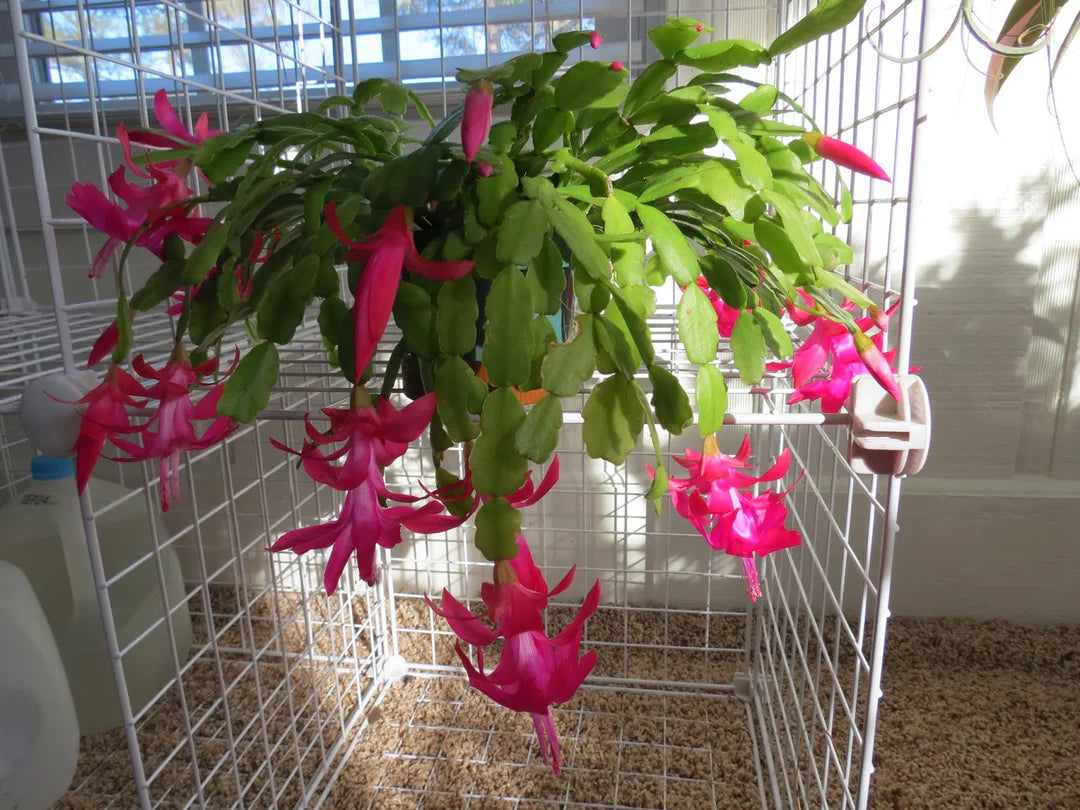 Mixed Schlumbergera Flower seeds for Planting Low Maintenance Heirloom & GMO Free Seeds for Home Garden