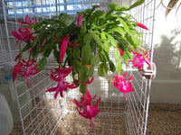 Mixed Schlumbergera Flower seeds for Planting Low Maintenance Heirloom & GMO Free Seeds for Home Garden
