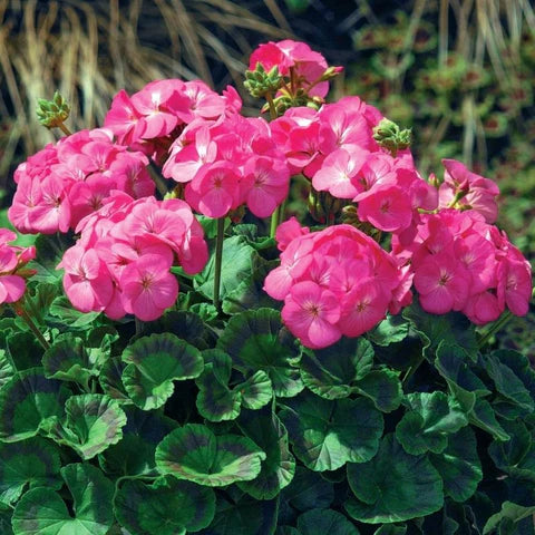 Pink Big Blooms Geranium Flower Seeds for Planting Perfect for Borders Heirloom & GMO Free Seeds for Home Garden
 
 Sale