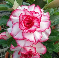 Mixed Obesum Flower seeds for Planting Wildflower Mix Heirloom & GMO Free Seeds for Home Garden
 
 Sale