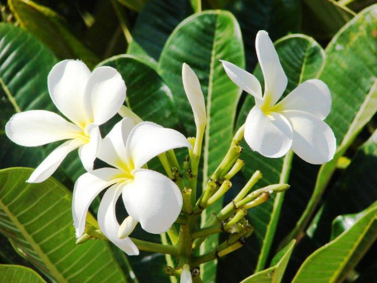 White Egg Flower seeds for Planting - Low Maintenance, Heirloom & GMO Free Seeds for Home Garden
 
 Sale