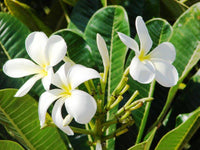 White Egg Flower seeds for Planting - Low Maintenance, Heirloom & GMO Free Seeds for Home Garden
 
 Sale