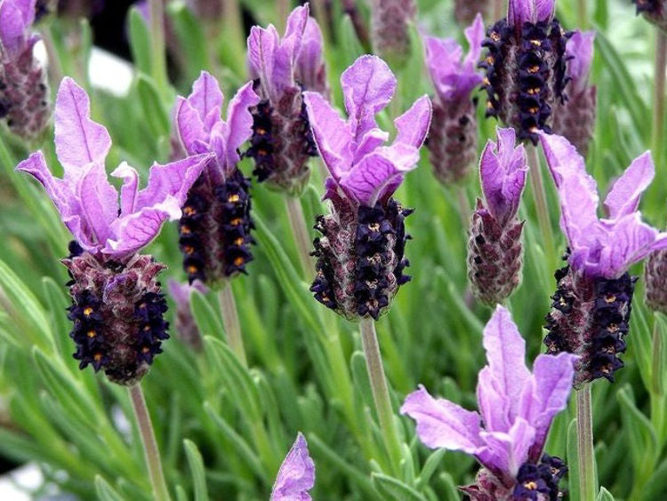 Lavender Stoechas Flower seeds for Planting - Long Bloom Season, Heirloom & GMO Free Seeds for Home Garden