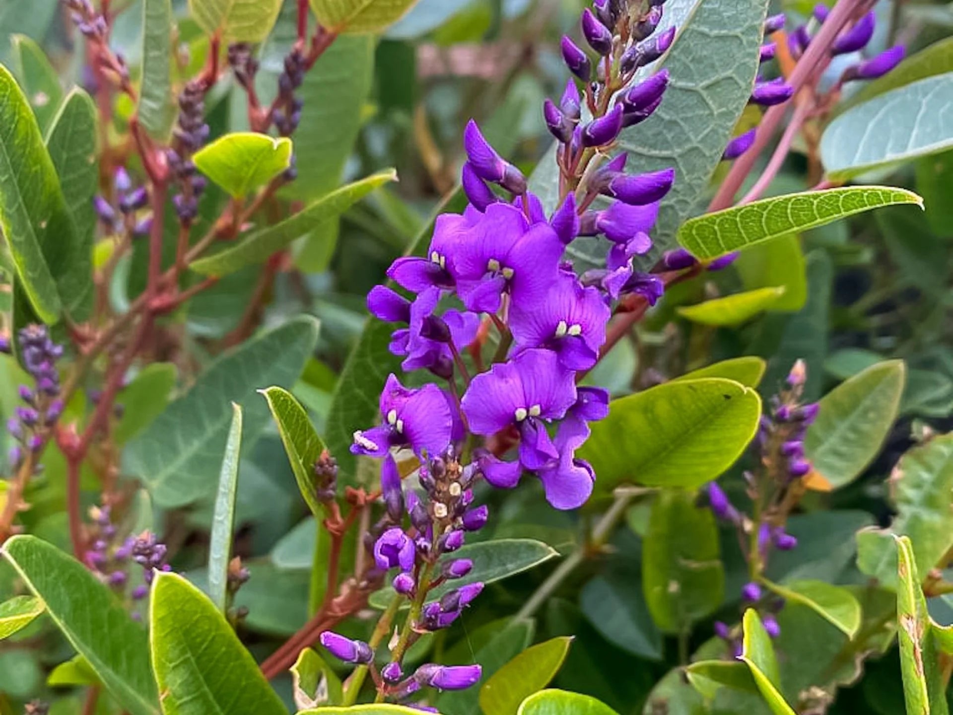Coral Pea Flower seeds for Planting, Shade Tolerant Heirloom & GMO Free Seeds for Home Garden