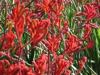 Red Weeping Forsythia Flower seeds for Planting - Colorful Display, Heirloom & GMO Free Seeds for Home Garden