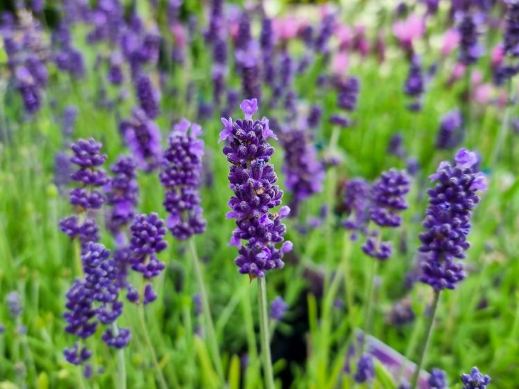 Angustifolia Flower seeds for Planting Vibrant Colors Heirloom & GMO Free Seeds for Home Garden 
 
 Sale