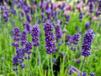 Angustifolia Flower seeds for Planting Vibrant Colors Heirloom & GMO Free Seeds for Home Garden 
 
 Sale