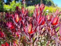 Leucadendron Salignum Conebush Flower seeds for Planting Hardy Variety Heirloom & GMO Free Seeds for Home Garden