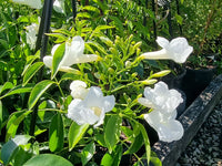 White Jasminoides Flower seeds for Planting - Hardy Variety, Heirloom & GMO Free Seeds for Home Garden