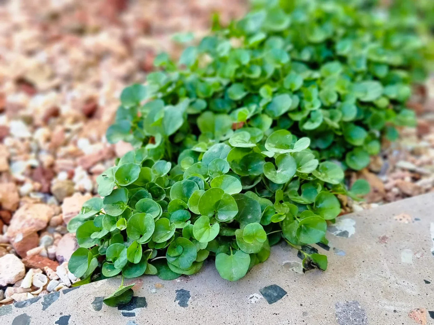 Dichondra Repen Flower seeds for Planting Low Maintenance Heirloom & GMO Free Seeds for Home Garden