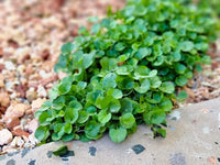 Dichondra Repen Flower seeds for Planting Low Maintenance Heirloom & GMO Free Seeds for Home Garden