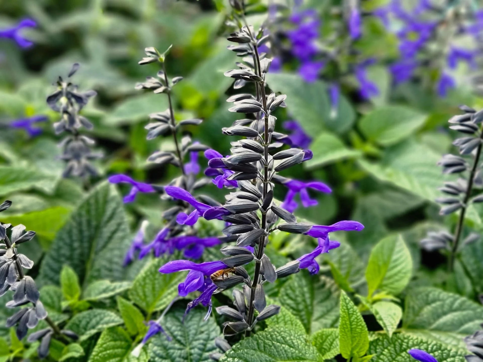 Sage Flower seeds for Planting Hardy Variety Heirloom & GMO Free Seeds for Home Garden 
 
 Sale
