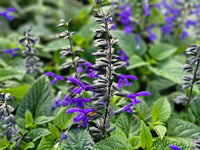 Sage Flower seeds for Planting Hardy Variety Heirloom & GMO Free Seeds for Home Garden 
 
 Sale