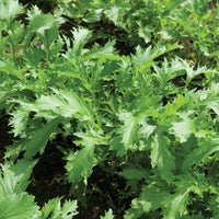 Green Mizuna Seeds for Planting  Fast-Growing Vegetable Greens