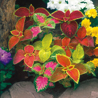 Coleus Orange & Green Flower seeds for Planting Compact Growth Heirloom & GMO Free Seeds for Home Garden 
 
 Sale