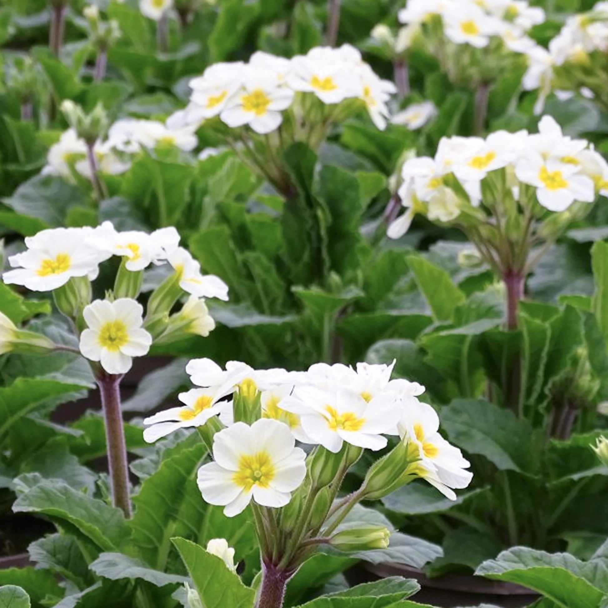 Green White Primula Flower Seeds – Seasonal Bloomer Heirloom & NonGMO for Home Garden
 
 Sale