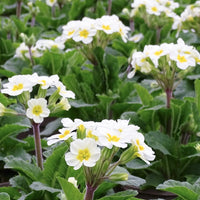 Green White Primula Flower Seeds – Seasonal Bloomer Heirloom & NonGMO for Home Garden
 
 Sale