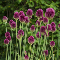 Sphaerocephalon Flower seeds for Planting - Sun Loving, Heirloom & GMO Free Seeds for Home Garden