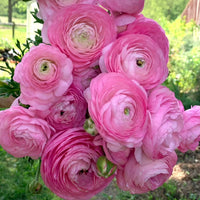 Ranunculus Baby Pink Flower seeds for Planting - Garden Favorite, Heirloom & GMO Free Seeds for Home Garden
