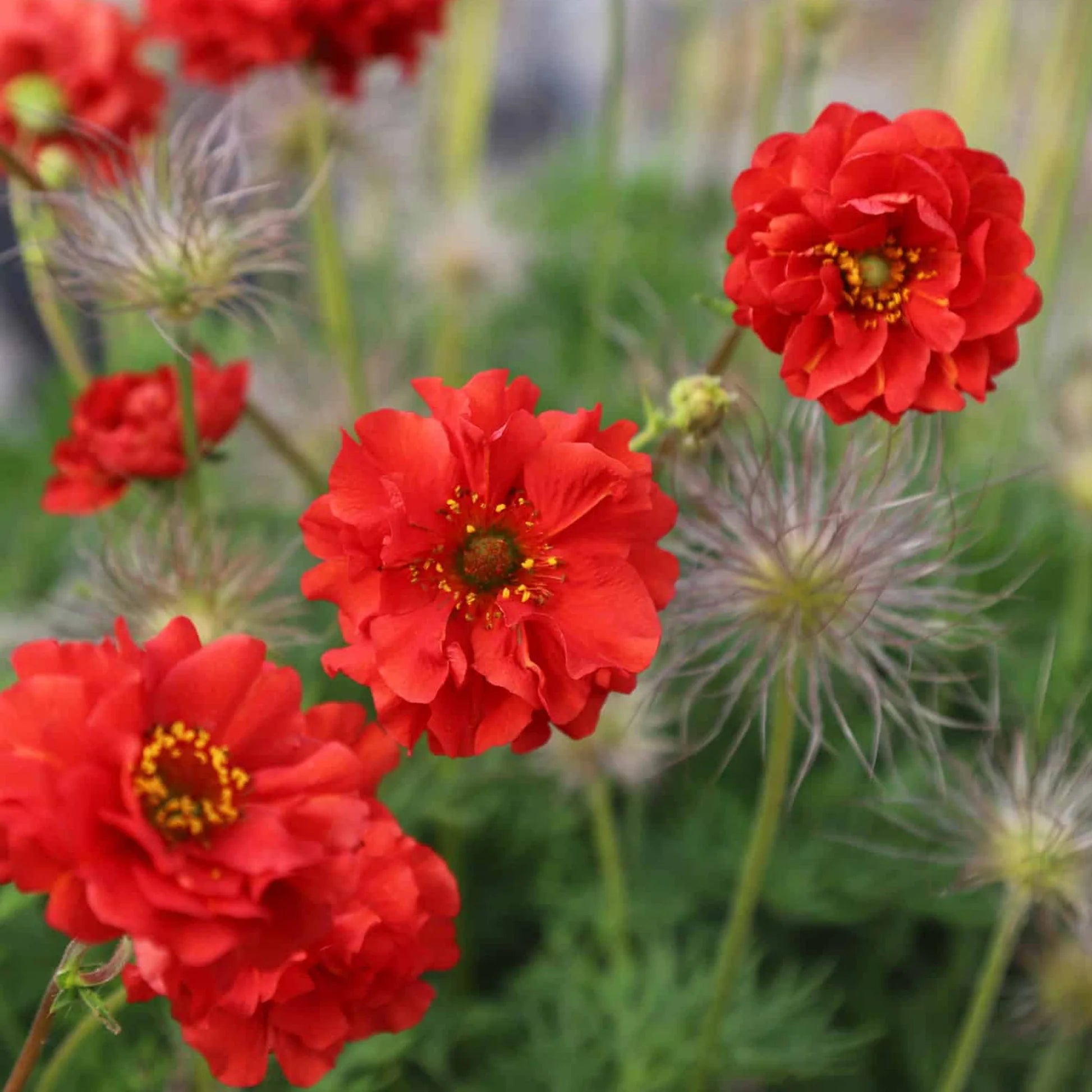 Geum Rossii Flower seeds for Planting - Premium Quality, Heirloom & GMO Free Seeds for Home Garden
