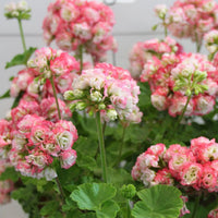 Pink Geranium Apple Blossom Flower seeds for Planting - Shade Tolerant, Heirloom & GMO Free Seeds for Home Garden