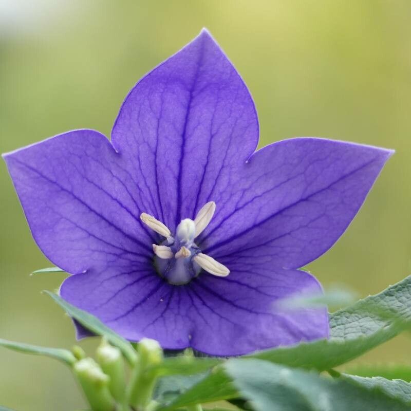Patycodon Flower seeds for Planting Low Maintenance Heirloom & GMO Free Seeds for Home Garden
 
 Sale