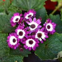 Pink White Cineraria Flower seeds for Planting - Compact Growth, Heirloom & GMO Free Seeds for Home Garden