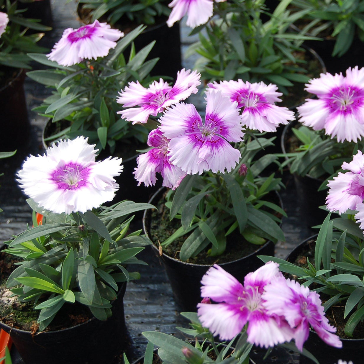 Dianthus Lavender Flower seeds for Planting - Cut Flower Favorite, Heirloom & GMO Free Seeds for Home Garden