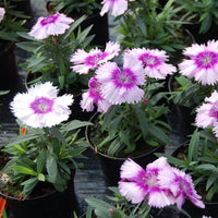 Dianthus Lavender Flower seeds for Planting - Cut Flower Favorite, Heirloom & GMO Free Seeds for Home Garden