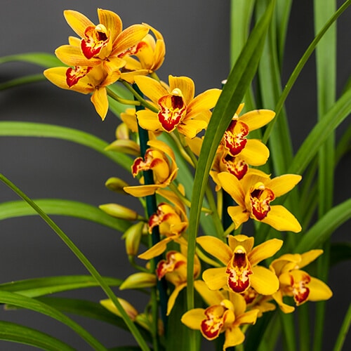 Orange Cymbidium Orchid Flower seeds for Planting - Sun Loving, Heirloom & GMO Free Seeds for Home Garden