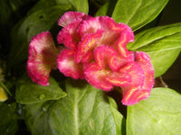 Cristata Flower seeds for Planting Garden Favorite Heirloom & GMO Free Seeds for Home Garden 
 
 Sale