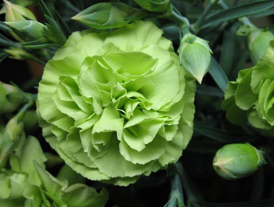 Carnation Dianthus Caryophyllu Flower seeds for Planting Fragrant Blossoms Heirloom & GMO Free Seeds for Home Garden