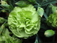 Carnation Dianthus Caryophyllu Flower seeds for Planting Fragrant Blossoms Heirloom & GMO Free Seeds for Home Garden