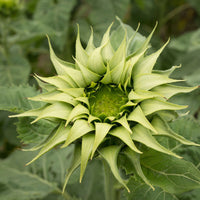 Green SunFlower seeds for Planting - Sun Loving, Heirloom & GMO Free Seeds for Home Garden