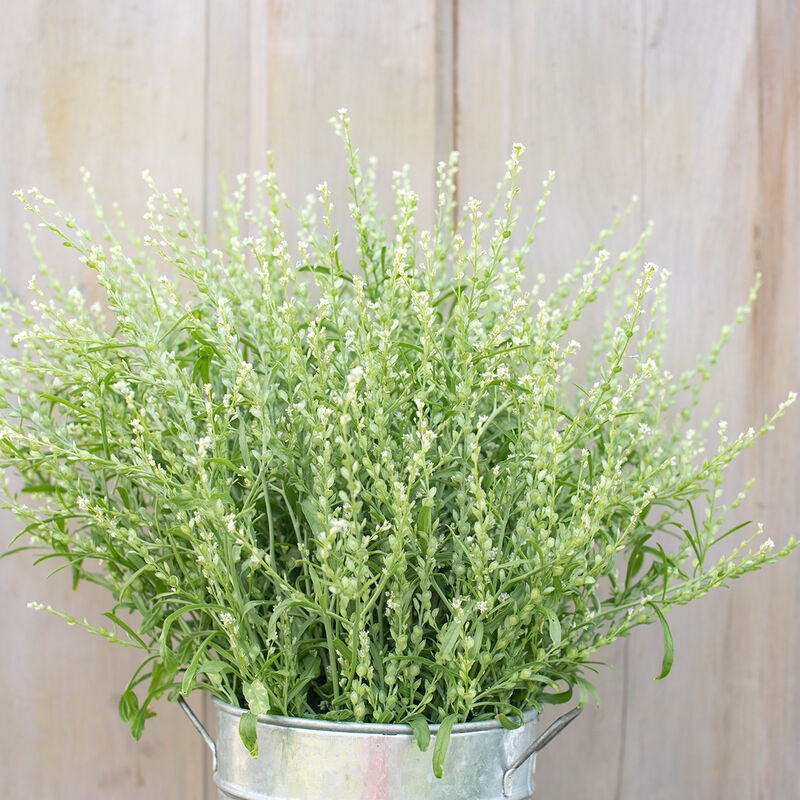 Cress Flower seeds for Planting Compact Growth Heirloom & GMO Free Seeds for Home Garden 
 
 Sale