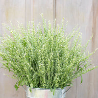 Cress Flower seeds for Planting Compact Growth Heirloom & GMO Free Seeds for Home Garden 
 
 Sale