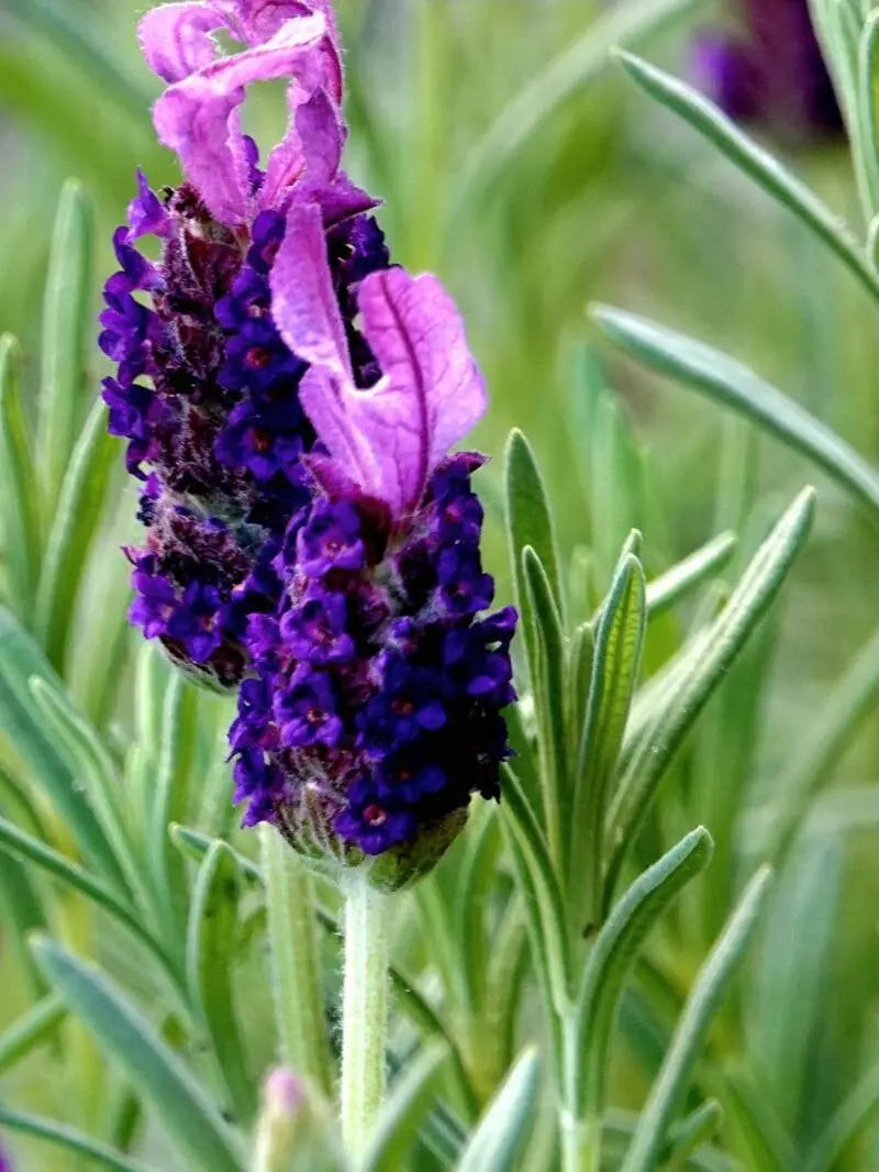 Lavender Stoechas Flower seeds for Planting - Long Bloom Season, Heirloom & GMO Free Seeds for Home Garden