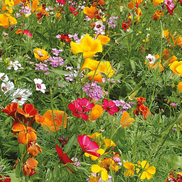 Mixed Cascade Flower seeds for Planting - Vibrant Colors, Heirloom & GMO Free Seeds for Home Garden