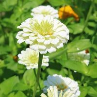 Zinnia Benary Giant White Seeds for Large, White Zinnia Blooms